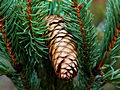 Picea abies Columnaris IMG_1346 Świerk pospolity